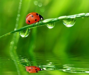 fresh morning dew and ladybird