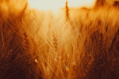 gold wheat field against the sunset