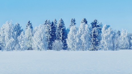 snowy forest in the countryside in winter rovaniemi, lapland, finland.