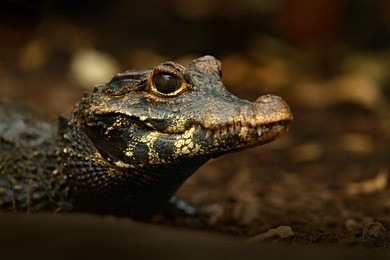 african dwarf crocodile, broad-snouted bony crocodile, osteolaemus tetraspis, detail portrait in nature habitat. lizard with big eyes. wildlife scene from tropical forest in africa, in the river.