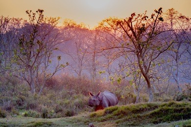 indian rhino close to sauraha village in chitwan national park in nepal at sunset
