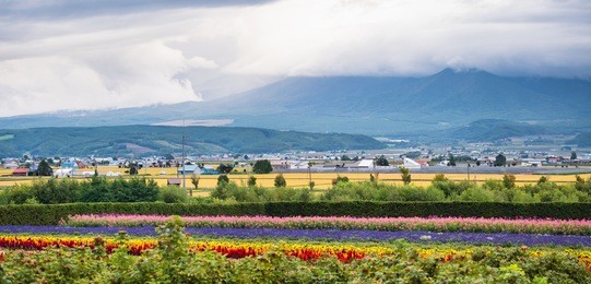 mixed color flower field at tomita farm, furano town, hokkaido, japan