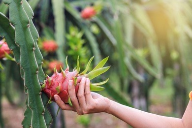 the dragon-fruit in the garden.