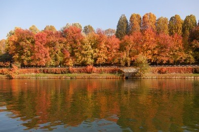 foliage to the park of the valentino italy