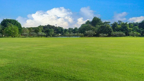 grassland green field with trees and blue sky white cloud