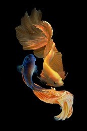 siamese fighting fish