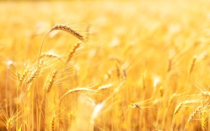golden ears of wheat in summer on the field.