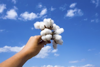 cotton field human hand