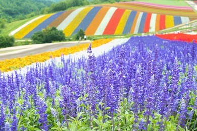 irodori field, tomita farm, furano, japan. it is the famous and beautiful flower fields in hokkaido japan