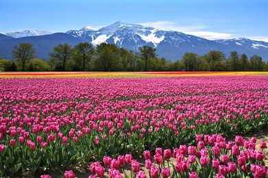 field of tulips in british columbia, canada.