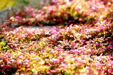 bed of flowers