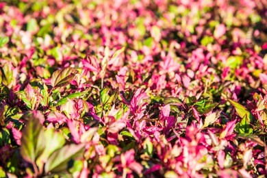 red leaves in the garden, thailand.