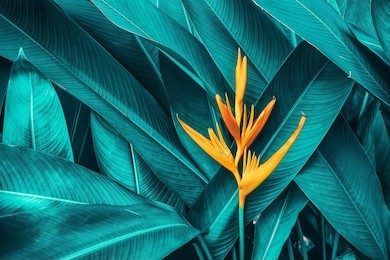 colorful flower on dark tropical foliage nature background