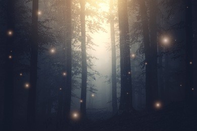 magical forest with sparkles at sunset