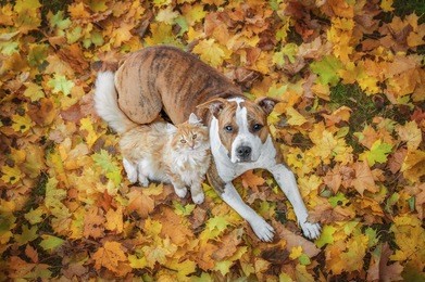 cat and dog lying on the leaves in autumn