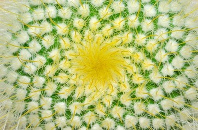 green cactus and yellow prickles (very largly).