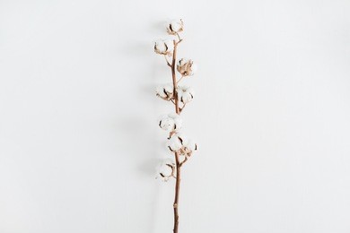 cotton branch on white background. flat lay, top view.