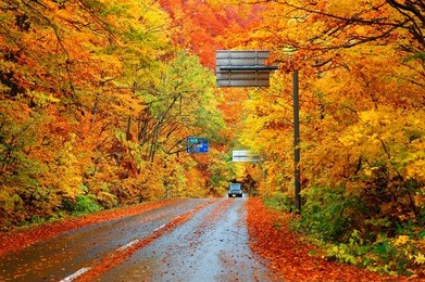 scenery of a car driving on a highway ( hakkoda towada gold line ) through a beautiful autumn forest on a rainy day with fallen leaves on the roadside in towada hachimantai national park, aomori japan