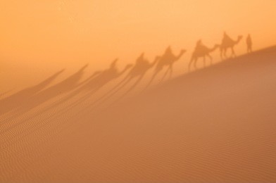 a caravan of camels crosses the western sahara desert, morocco, africa as part of a tourist expedition casting its shadow on the sand as the sun sets creating a distinctive shape across the dunes.