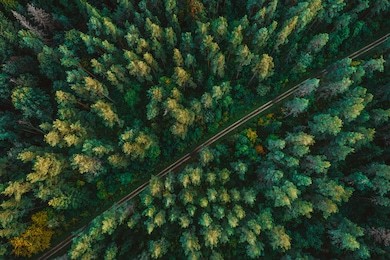 pine forest from above, fall season, forest road