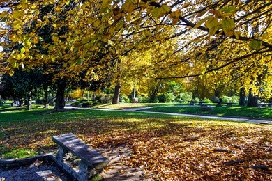 avenue of trees and bench among the trees with colorful leaves in the public park valentino in turin (piedmont, italy) in autumn.