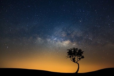 landscape silhouette of tree with milky way galaxy and space dust in the universe, night starry sky with stars 
