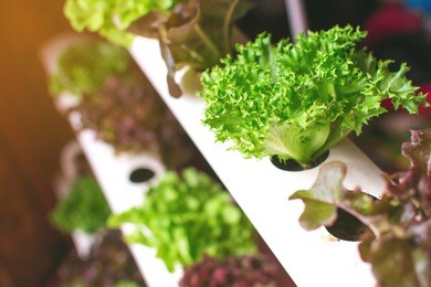young and fresh vegetable green color in white tray in hydroponic farm for health market