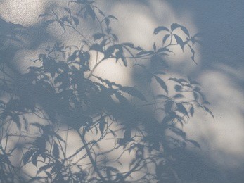 tree leaves shadow on wall background, abstract background cement wall shadow light concept