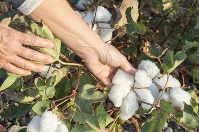 a person harvesting cotton in the field
