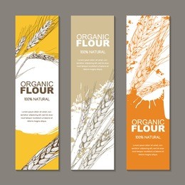 set of vector backgrounds for label, package. sketch hand drawn illustration of wheat ears. concept for organic flour, harvest and agriculture, grain, cereal products, bakery, healthy food.