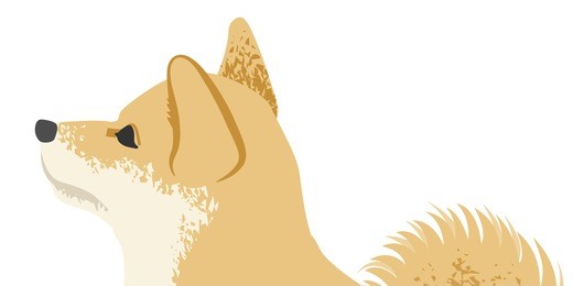 shiba inu face close-up, side view
