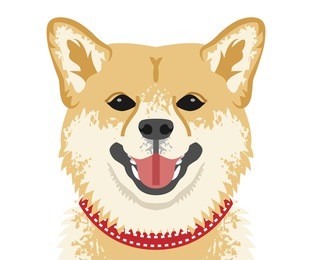 shiba inu face close-up, front view