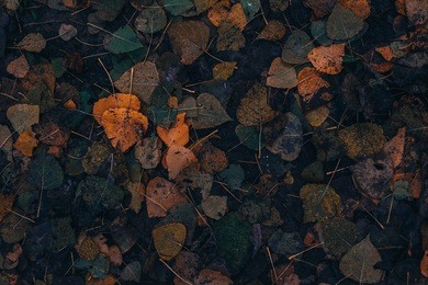 autumn leaves