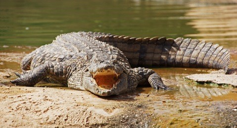 a crocodile is lying with open mouth on a river coast in northern africa