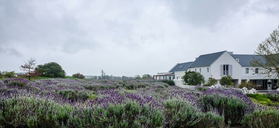 lavender field, stellenbosch, south africa

