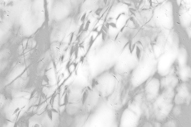 the tree shadow cast over on white concrete wall