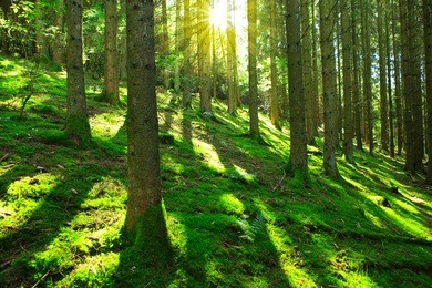 sun's rays make their way through the trunks of trees in a pine forest