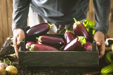 organic vegetables. farmers hands with freshly harvested vegetables. fresh organic egg plant.