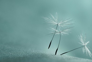 dandelion seeds close up in abstract blue background
