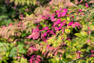 random leafs on a branch in fall. colorful nature in a fall.
