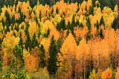 yellow and green trees in autumn forest, karelia, russia. view from above.