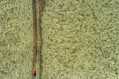 top view aerial shot of car driving on cross country off road crossing through green iceland nature background, moss fields icelandic landscape.