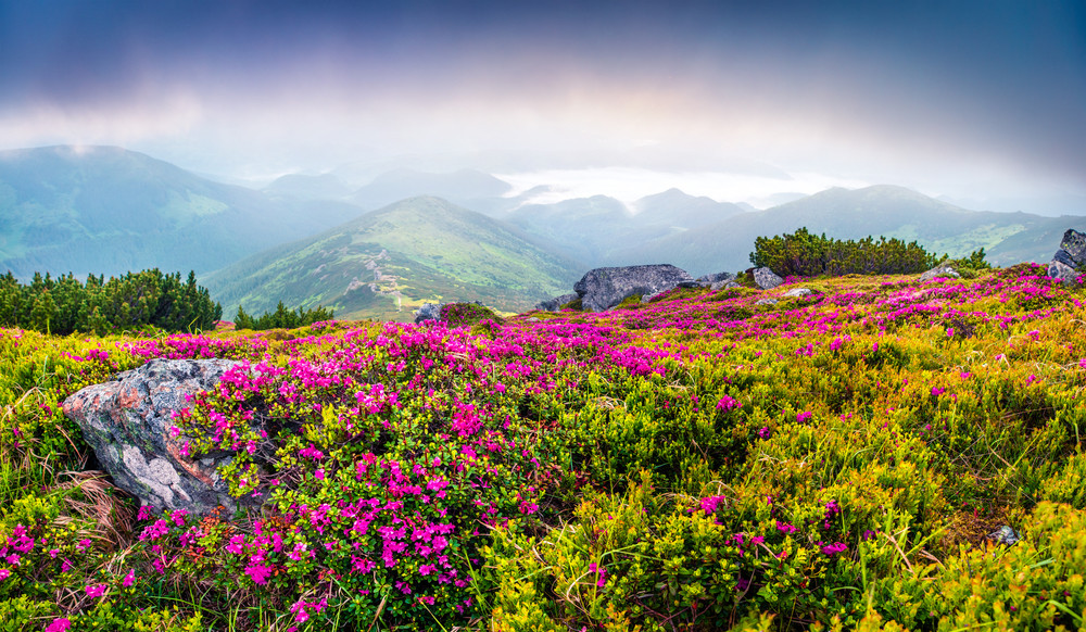 colorful summer sunrise with fields of blooming rhododendron flowers. splendid outdoors scene in the carpathian mountains, ukraine, europe. beauty of nature concept background.