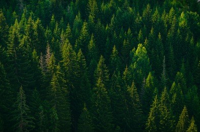forest. green mountain forest landscape.