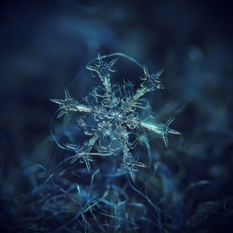 real snowflake at high magnification. macro photo of stellar dendrite snow crystal with complex, elegant structure and six long, ornate arms. snowflake glittering on dark blue woolen background.