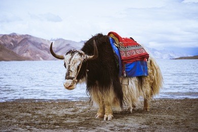 yak