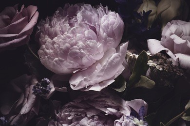 bouquet of pink peonies, dark background.