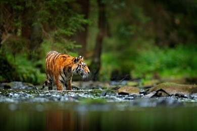amur tiger walking in the river. dangerous animal, tajga, russia. animal in the green forest stream.