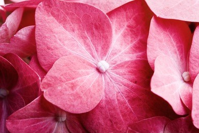 detail of pink hortensia petals, selective focus