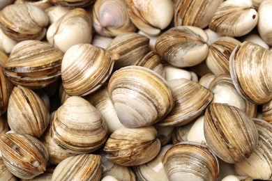 fresh raw surf clam background